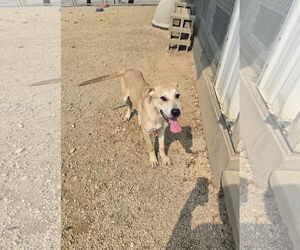 Labrador Retriever-Unknown Mix Dogs for adoption in Maquoketa, IA, USA