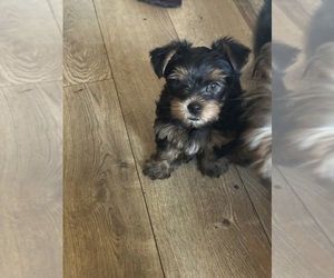 Yorkshire Terrier Puppy for sale in PALMDALE, CA, USA