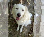 Small #2 Great Pyrenees