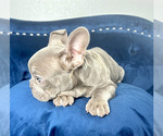 Small Photo #11 French Bulldog Puppy For Sale in TALLAHASSEE, FL, USA