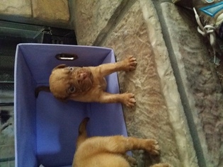 Dogue de Bordeaux Puppy for sale in LAKELAND, FL, USA