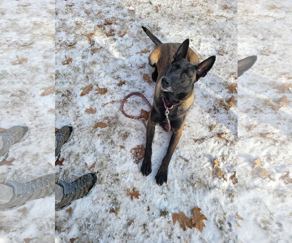 Medium Photo #3 Mutt Puppy For Sale in Stevens Point, WI, USA