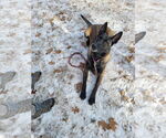 Small #2 Mutt