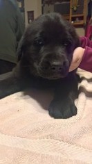 Labrador Retriever Puppy for sale in HUNTSVILLE, TX, USA