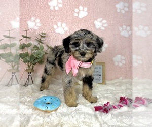 Bernedoodle (Miniature) Puppy for sale in NOBLESVILLE, IN, USA