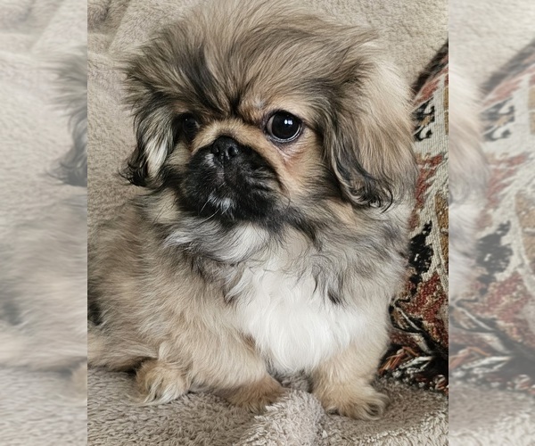 Medium Photo #1 Pekingese Puppy For Sale in PITTSTOWN, NJ, USA