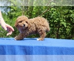 Small #28 Poodle (Toy)