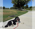 Small #3 Bernedoodle