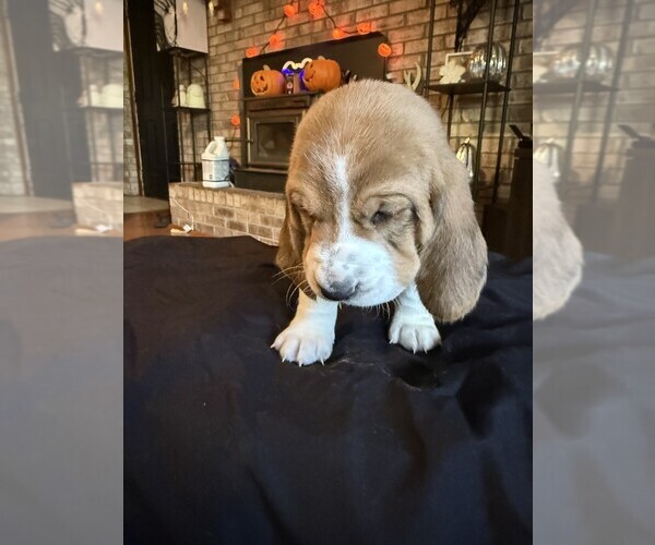 Medium Photo #1 Basset Hound Puppy For Sale in SCIPIO, IN, USA