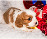 Small Photo #11 Cavalier King Charles Spaniel Puppy For Sale in WAKARUSA, IN, USA