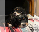Small #1 Bernese Mountain Dog Mix