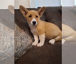 Small #8 Pembroke Welsh Corgi
