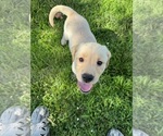 Small #2 Labrador Retriever