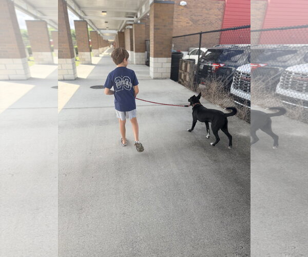 Medium Photo #4 Siberian Husky-Unknown Mix Puppy For Sale in Sanford, FL, USA