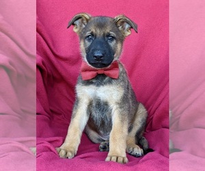 German Shepherd Dog Puppy for sale in ELKTON, MD, USA