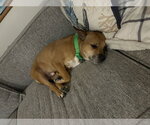 Snuffy - Male Mutt Dog for Adoption - Small photo