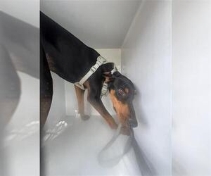 Doberman Pinscher Dogs for adoption in Houston, TX, USA