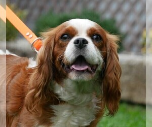 Mother of the Cavalier King Charles Spaniel puppies born on 10/01/2022