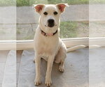 Small #4 Great Pyrenees Mix