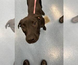 Labrador Retriever-Unknown Mix Dogs for adoption in Pearland, TX, USA