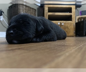 Labrador Retriever Puppy for sale in MILL SPRING, NC, USA