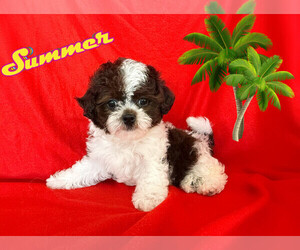Maltipoo Puppy for sale in SAN FRANCISCO, CA, USA