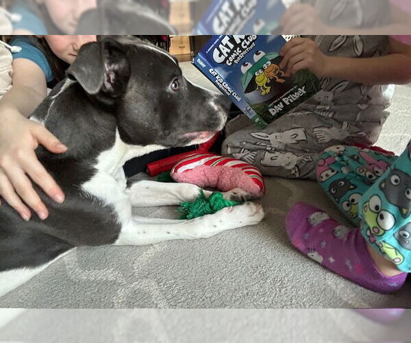 Medium Photo #5 American Pit Bull Terrier-Unknown Mix Puppy For Sale in Germantown, OH, USA
