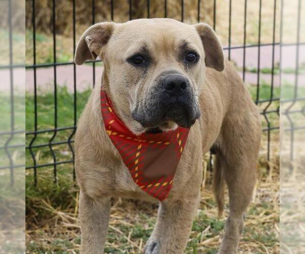 Medium Photo #1 American Staffordshire Terrier-Unknown Mix Puppy For Sale in San Antonio, TX, USA