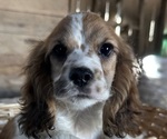 Small #9 Cocker Spaniel