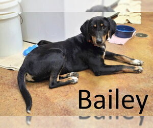 Black and Tan Coonhound-Unknown Mix Dogs for adoption in Mountain View, AR, USA