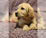 Puppy 0 Golden Labrador