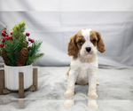 Puppy Luther Cavapoo