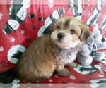 Small Photo #3 Yo-Chon Puppy For Sale in SCOTTVILLE, MI, USA
