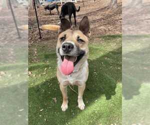 Mutt Dogs for adoption in Greenville, SC, USA