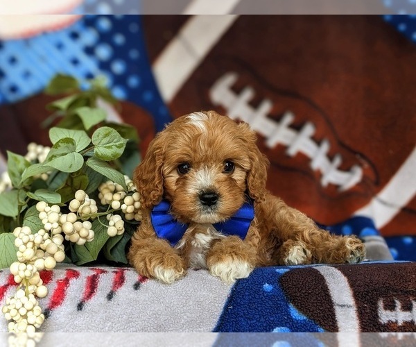 Medium Photo #7 Cavapoo Puppy For Sale in QUARRYVILLE, PA, USA