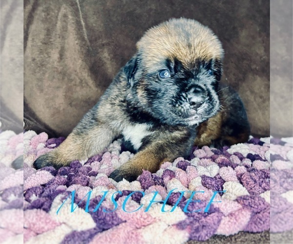 Medium Photo #4 Cane Corso-Saint Bernard Mix Puppy For Sale in ANDERSON, CA, USA