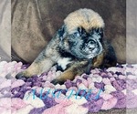 Small Photo #4 Cane Corso-Saint Bernard Mix Puppy For Sale in ANDERSON, CA, USA