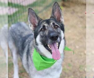 German Shepherd Dog Dogs for adoption in San Antonio, TX, USA