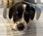 Small #1 Dachshund
