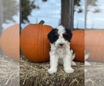 Templeton - Male Bernedoodle (Miniature) Puppy for Sale - Photo #5