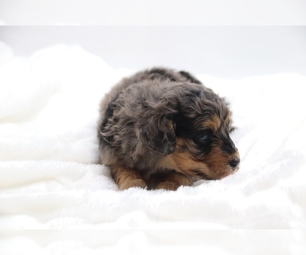Medium Photo #31 Cockapoo Puppy For Sale in RIPLEY, TN, USA