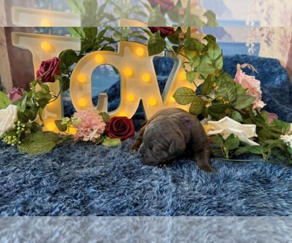 Medium Photo #2 Cane Corso Puppy For Sale in OOLOGAH, OK, USA