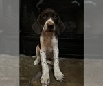 Puppy Light blue German Shorthaired Pointer