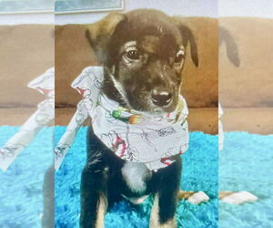 Labrador Retriever-Unknown Mix Dogs for adoption in Jefferson, NJ, USA