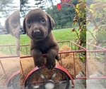 Small #8 Labrador Retriever