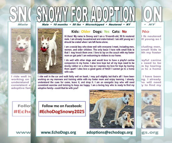 Medium Photo #4 - Mix Puppy For Sale in Hoffman Estates, IL, USA