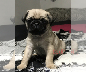 Pug Puppy for sale in RED ROCK, TX, USA