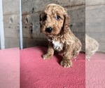 Small Photo #3 Goldendoodle (Miniature) Puppy For Sale in VERMONTVILLE, MI, USA