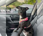 Small #3 American Staffordshire Terrier Mix