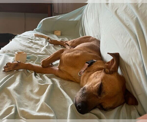 Medium Photo #14 Jack Russell Terrier-Unknown Mix Puppy For Sale in Doylestown, PA, USA